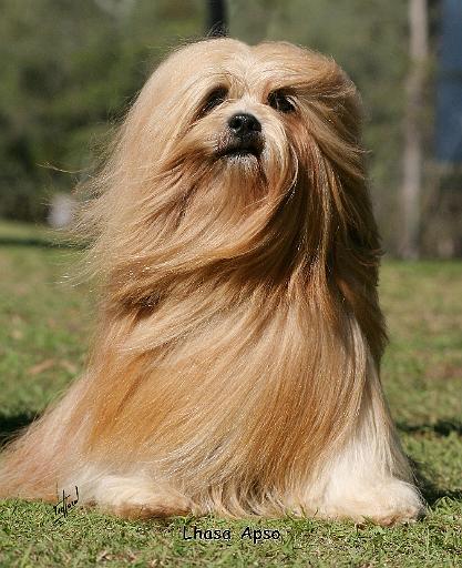 Lhasa Apso 9Y394D-104.JPG